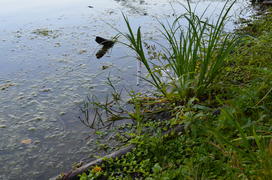 Загрязнение прудов человеком 