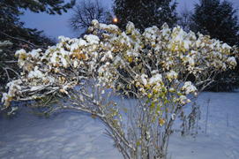 Казань. Заснеженные листья деревьев 