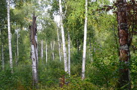 Пейзаж в чаще леса 