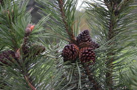 Ветки сосны