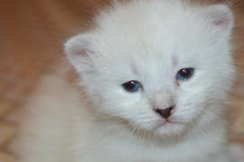 Маленький белый котенок 