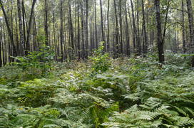 Пейзаж в чаще леса 