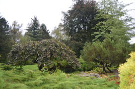 Зеленый уголок