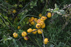 Айва плодоносит