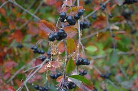 Рябина черноплодная