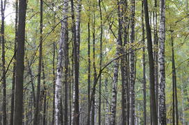 Пейзаж в чаще леса 