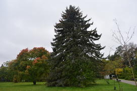 Роскошная ель