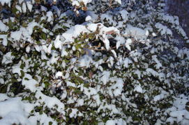 Казань. Заснеженные листья деревьев 