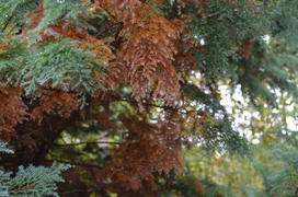 Оттенки хвои