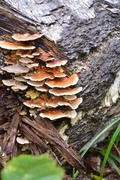 Грибы на дереве 
