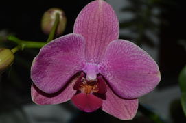 Бутоны фиолетовой орхидеи 