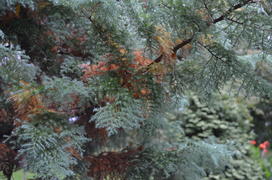 Хвоя под дождем