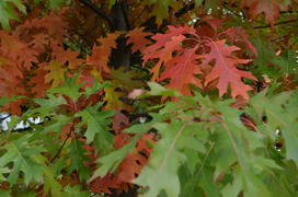 Дуб расписной