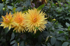 Желтое трио георгин