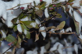 Казань. Заснеженные листья деревьев 