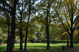 Дубовая аллея