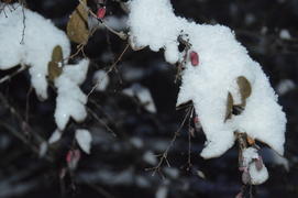 Казань. Заснеженные листья деревьев 
