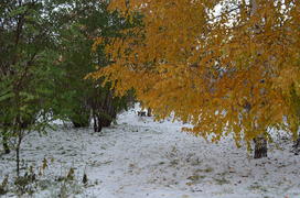 Зима сменяет осень