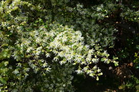 Цветущие дерево 