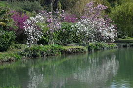 Magnolia liliiflora Desr. — Магнолия лилиецветная . Цветущие деревья на берегу пруда