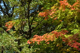 Кленовая роща