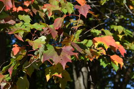 Освещенные солнцем