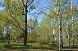 Молодая зелень