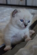 Голубоглазый белый котенок