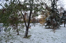 Травяно-снежный покров