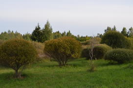 Зеленый сад 