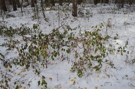 Зима на носу