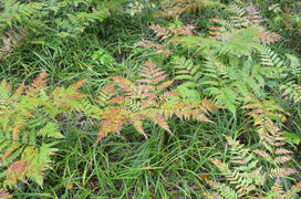 Желтый папоротник 