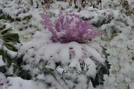 Капуста в розовой короне