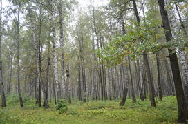 Пейзаж в чаще леса 