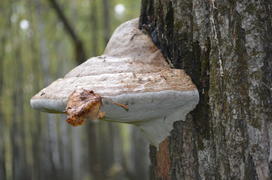 Грибы на дереве 