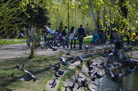 Птицы на взлете