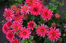 Яркая группа