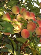 Персики на ветке дерева 