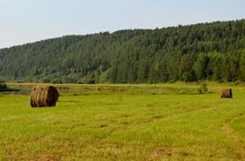 Поле, снопы сена