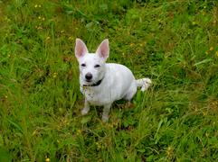 Собачья жара