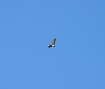 Силуэт летящей птицы на фоне голубого неба.