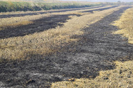 Следы сжигания рисовых полей. Обработка полей 