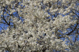 Цветущий дикий абрикос в саду. Весеннее цветение деревьев. 