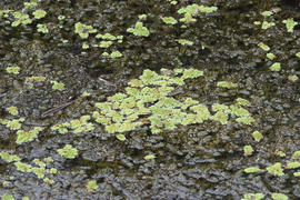 Green algae on the surface of the water. Duckweed in pond
