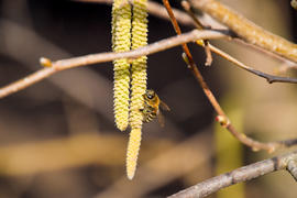 Пчелы на серьгах фундука. Процесс опыления 