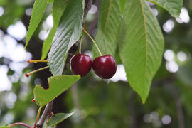 Two cherries together. The fruits of cherries in the garden
