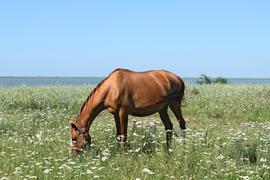 The grazed horse. The horse eats the grass growing on a pasture at coast of the Sea of Azov