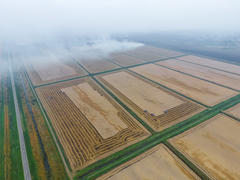 Сжигание соломы на полях после уборки урожая пшеницы. 