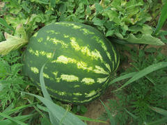 The growing water-melon in the field. Cultivation of melon cultures                     