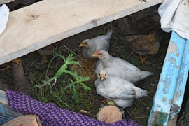 Little chickens. Poultry in individual hen house